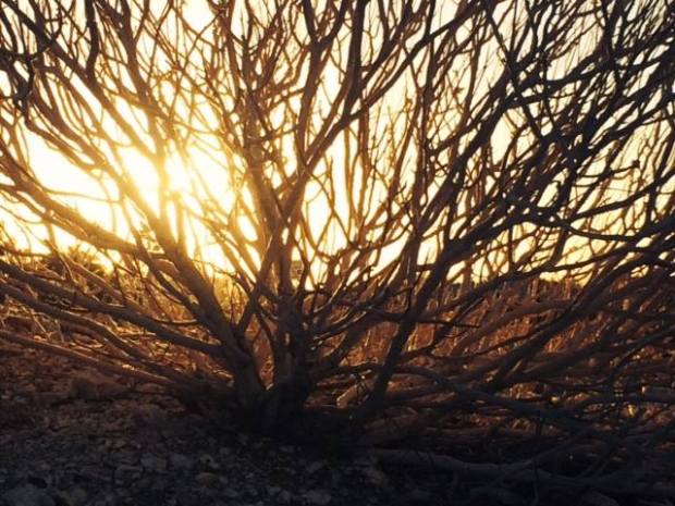 10734120_10204057604372996_8185027166529486202_n